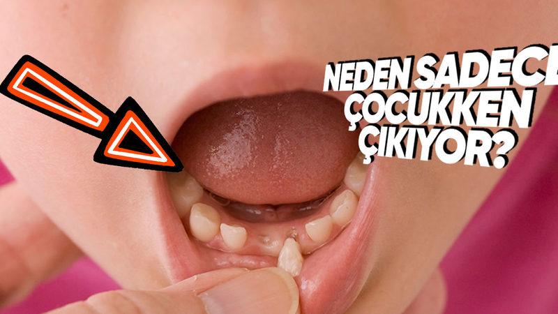 İnsan Vücudunun Neden Ömrü Boyunca Yalnızca İki Kere Diş Çıkardığını Açıklıyoruz!