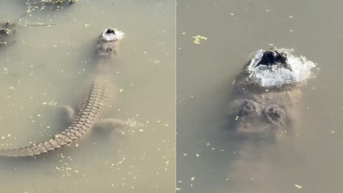 Timsahlar Neden Kendilerini Bile İsteye Donduruyor?