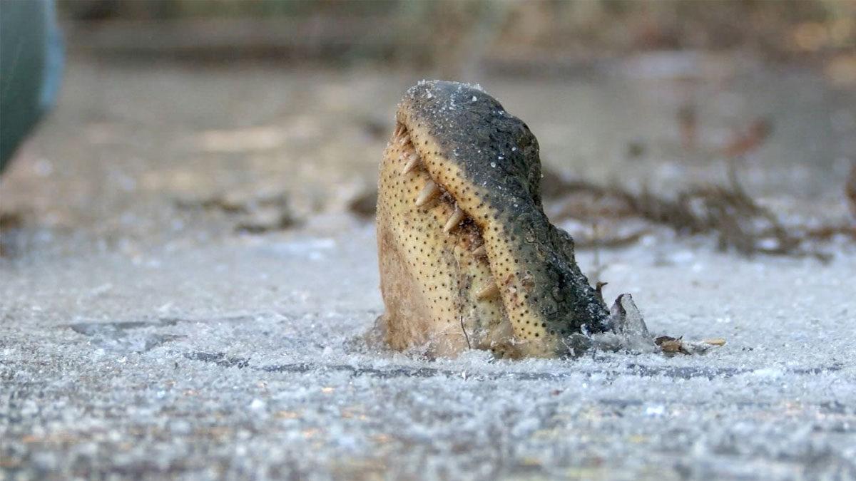 Timsahlar Neden Kendilerini Bile İsteye Donduruyor?