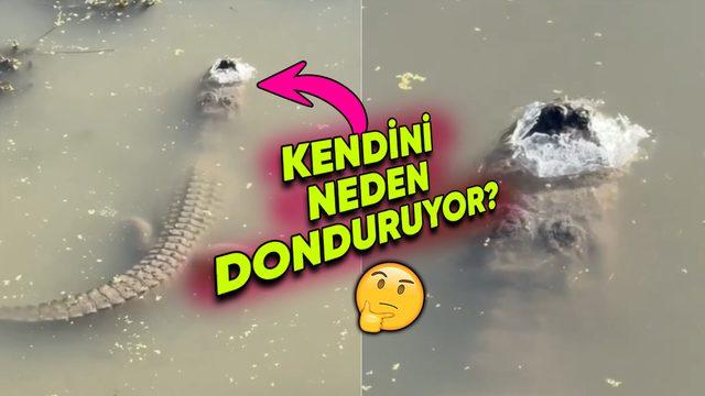 Timsahlar Neden Kendilerini Bile İsteye Donduruyor?