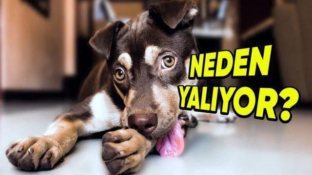 Köpeklerin, Kendilerini Sık Sık Yalamalarının Arkasında Hangi Sebepler Var? (Tek Nedeni, Temizlik Değil!)