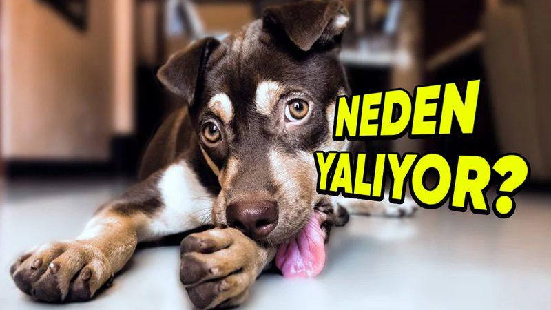 Köpeklerin, Kendilerini Sık Sık Yalamalarının Arkasında Hangi Sebepler Var? (Tek Nedeni, Temizlik Değil!)