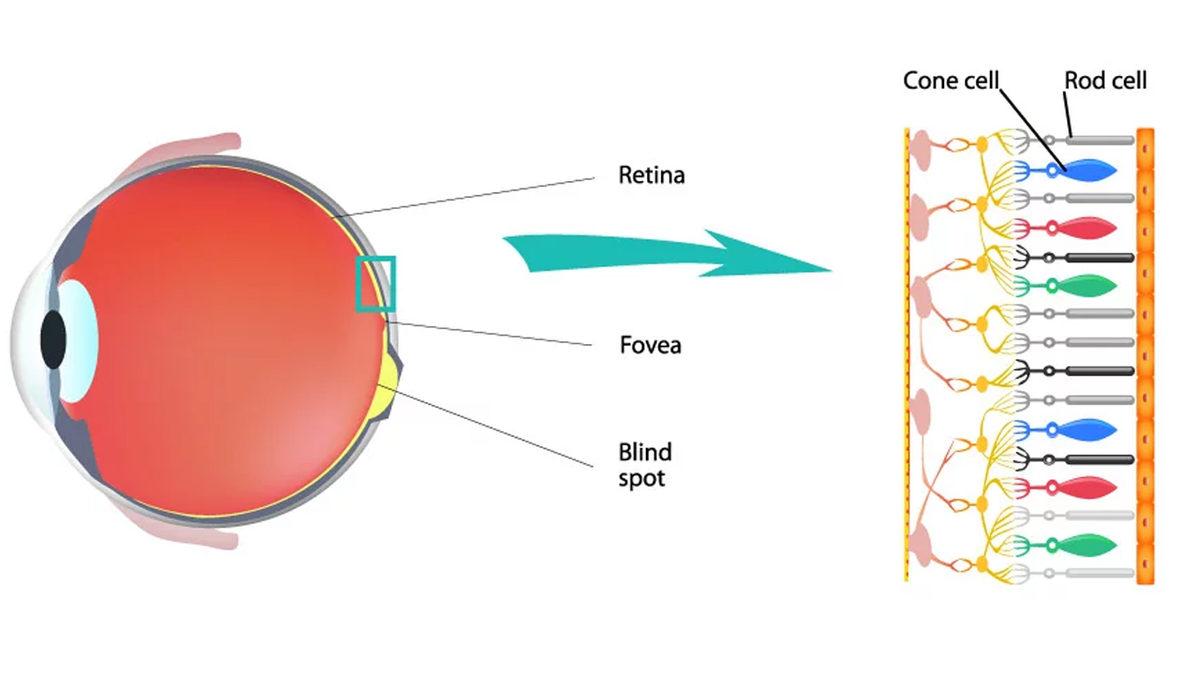 Yüzyıllardır Neden Hiç Yeni Temel Renk Keşfedemedik? Bilim Bu Konuda Gerçekçi ve Çarpıcı Sebepler Sunuyor!