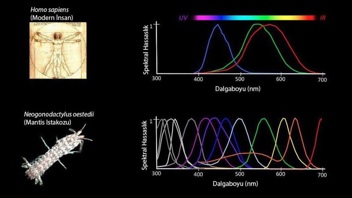 Yüzyıllardır Neden Hiç Yeni Temel Renk Keşfedemedik? Bilim Bu Konuda Gerçekçi ve Çarpıcı Sebepler Sunuyor!