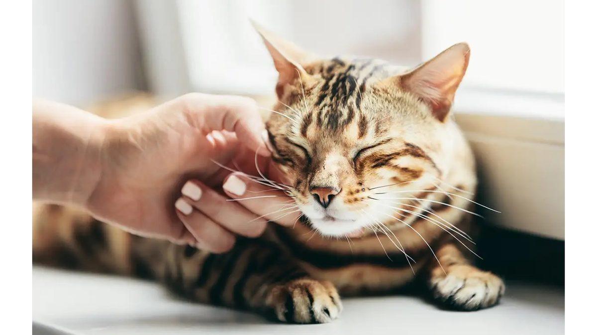 Kediler, Neden Onları Sevince Mırlama Sesi Çıkarıyor ve Bu Ses Tam Olarak Nasıl Çıkıyor?