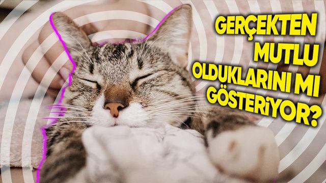 Kediler, Neden Onları Sevince Mırlama Sesi Çıkarıyor ve Bu Ses Tam Olarak Nasıl Çıkıyor?