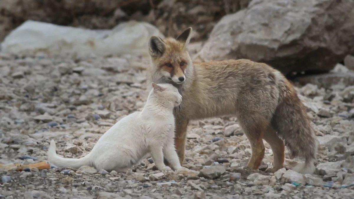 Sinsi ve Bir O Kadar Cesur Olan Tilkilerle İlgili Daha Önce Hiç Duymadığınız 8 Şaşırtıcı Bilgi