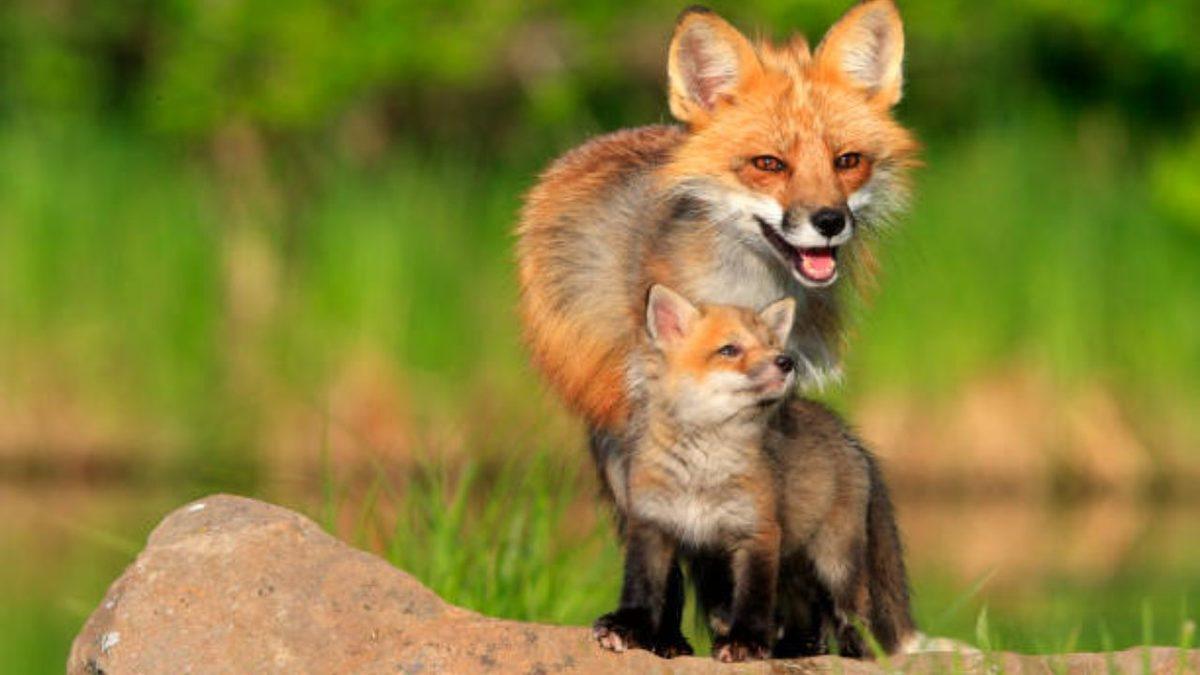 Sinsi ve Bir O Kadar Cesur Olan Tilkilerle İlgili Daha Önce Hiç Duymadığınız 8 Şaşırtıcı Bilgi