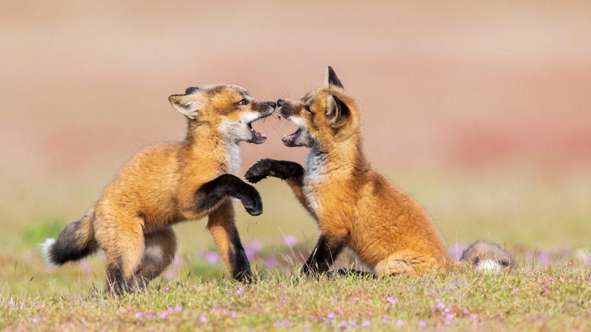 Sinsi ve Bir O Kadar Cesur Olan Tilkilerle İlgili Daha Önce Hiç Duymadığınız 8 Şaşırtıcı Bilgi