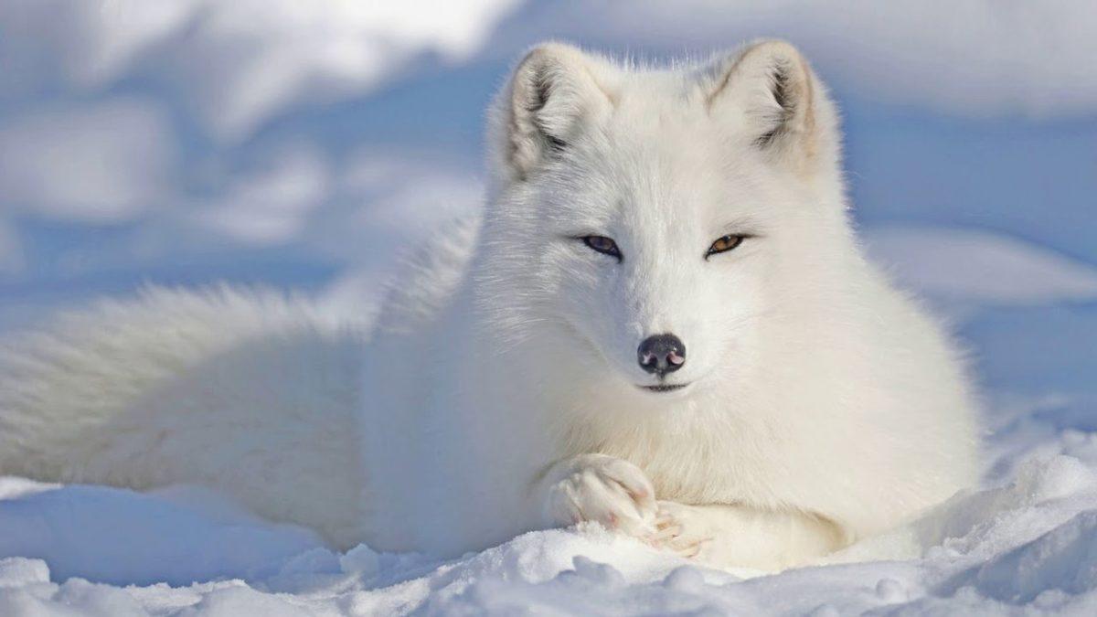 Sinsi ve Bir O Kadar Cesur Olan Tilkilerle İlgili Daha Önce Hiç Duymadığınız 8 Şaşırtıcı Bilgi
