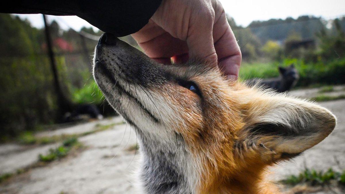 Sinsi ve Bir O Kadar Cesur Olan Tilkilerle İlgili Daha Önce Hiç Duymadığınız 8 Şaşırtıcı Bilgi