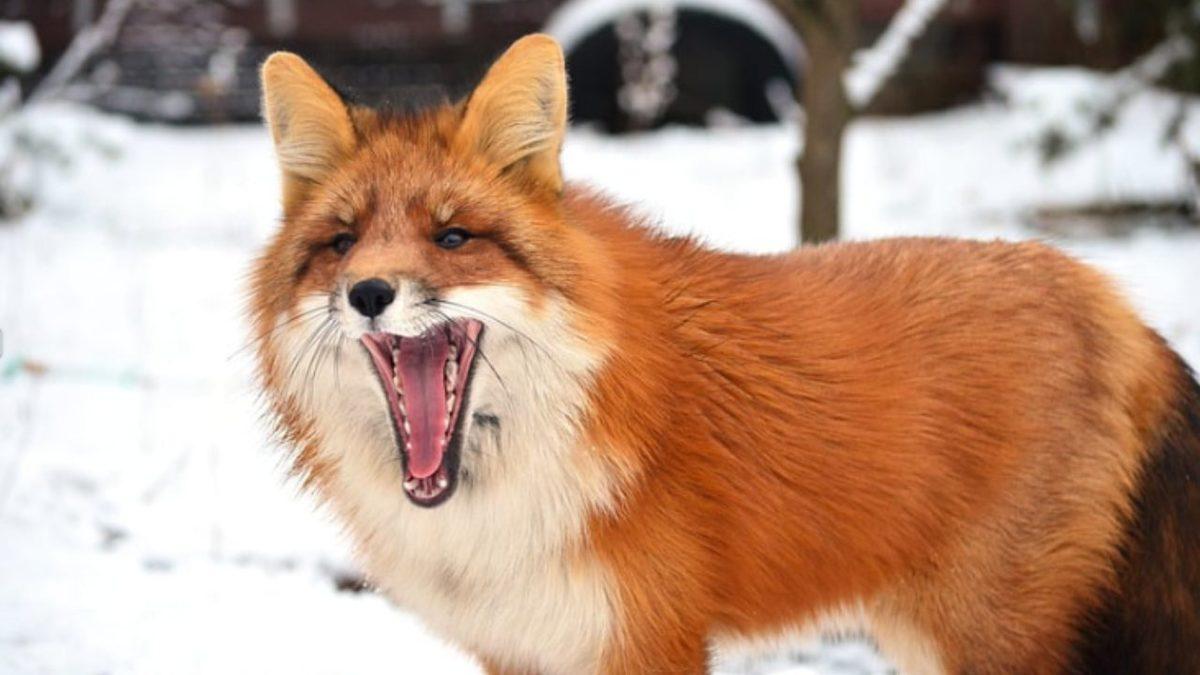 Sinsi ve Bir O Kadar Cesur Olan Tilkilerle İlgili Daha Önce Hiç Duymadığınız 8 Şaşırtıcı Bilgi