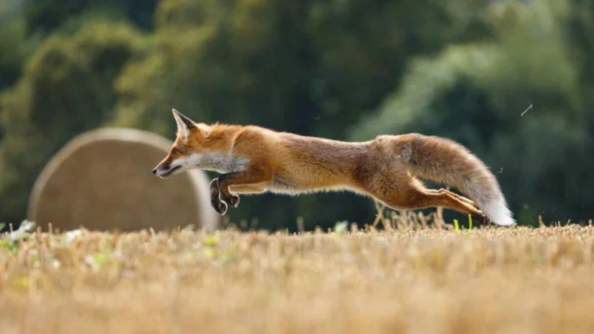 Sinsi ve Bir O Kadar Cesur Olan Tilkilerle İlgili Daha Önce Hiç Duymadığınız 8 Şaşırtıcı Bilgi
