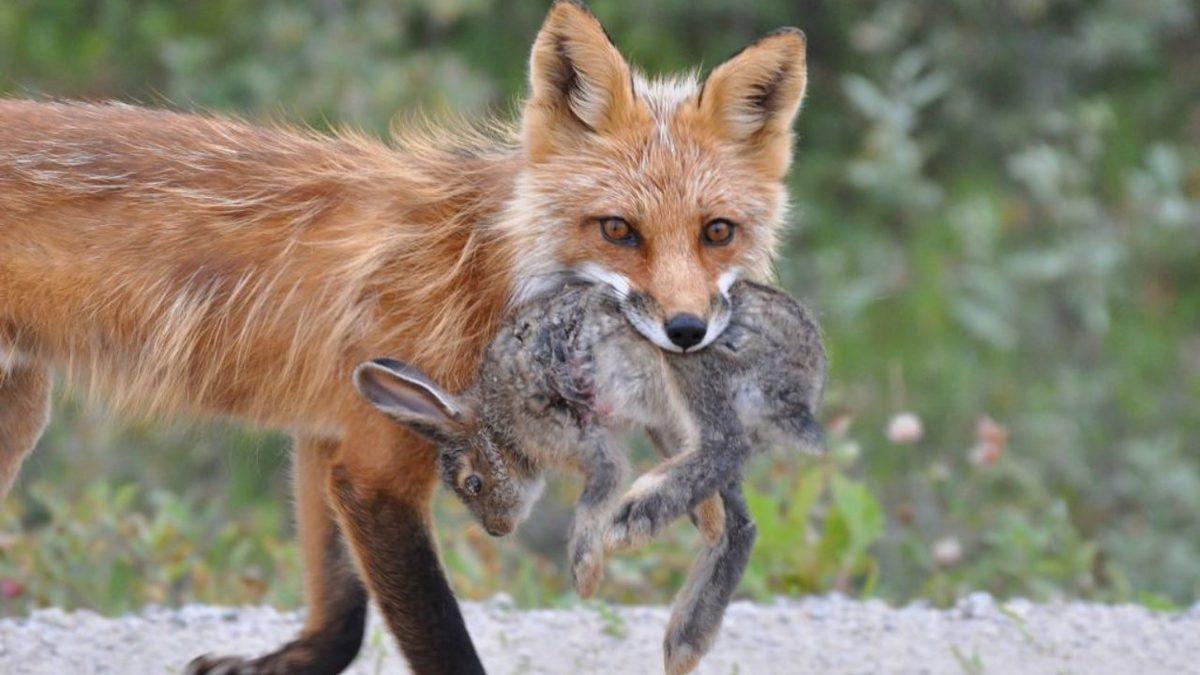 Sinsi ve Bir O Kadar Cesur Olan Tilkilerle İlgili Daha Önce Hiç Duymadığınız 8 Şaşırtıcı Bilgi