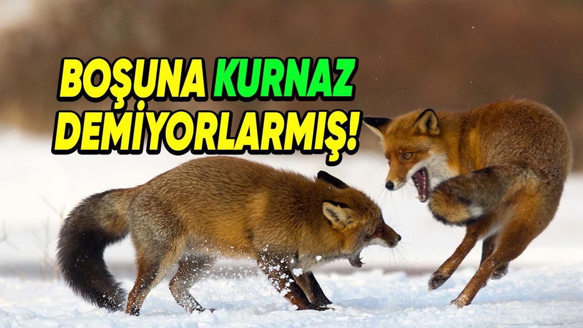 Sinsi ve Bir O Kadar Cesur Olan Tilkilerle İlgili Daha Önce Hiç Duymadığınız 8 Şaşırtıcı Bilgi