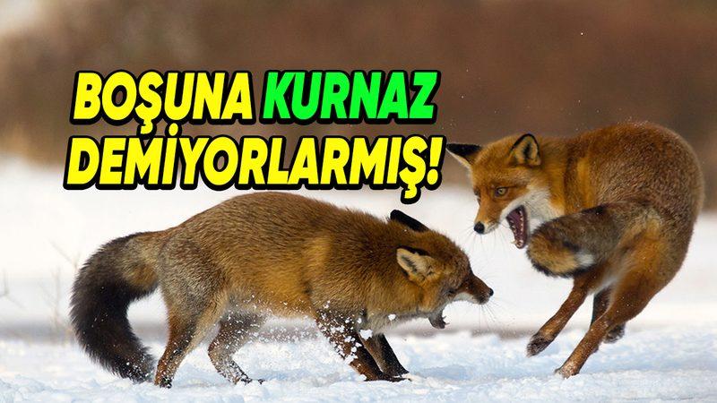 Sinsi ve Bir O Kadar Cesur Olan Tilkilerle İlgili Daha Önce Hiç Duymadığınız 8 Şaşırtıcı Bilgi