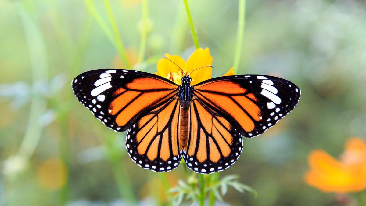 Kelebeklerin Kanatları Neden Elle Çizilmiş Gibi Bu Kadar Simetrik?