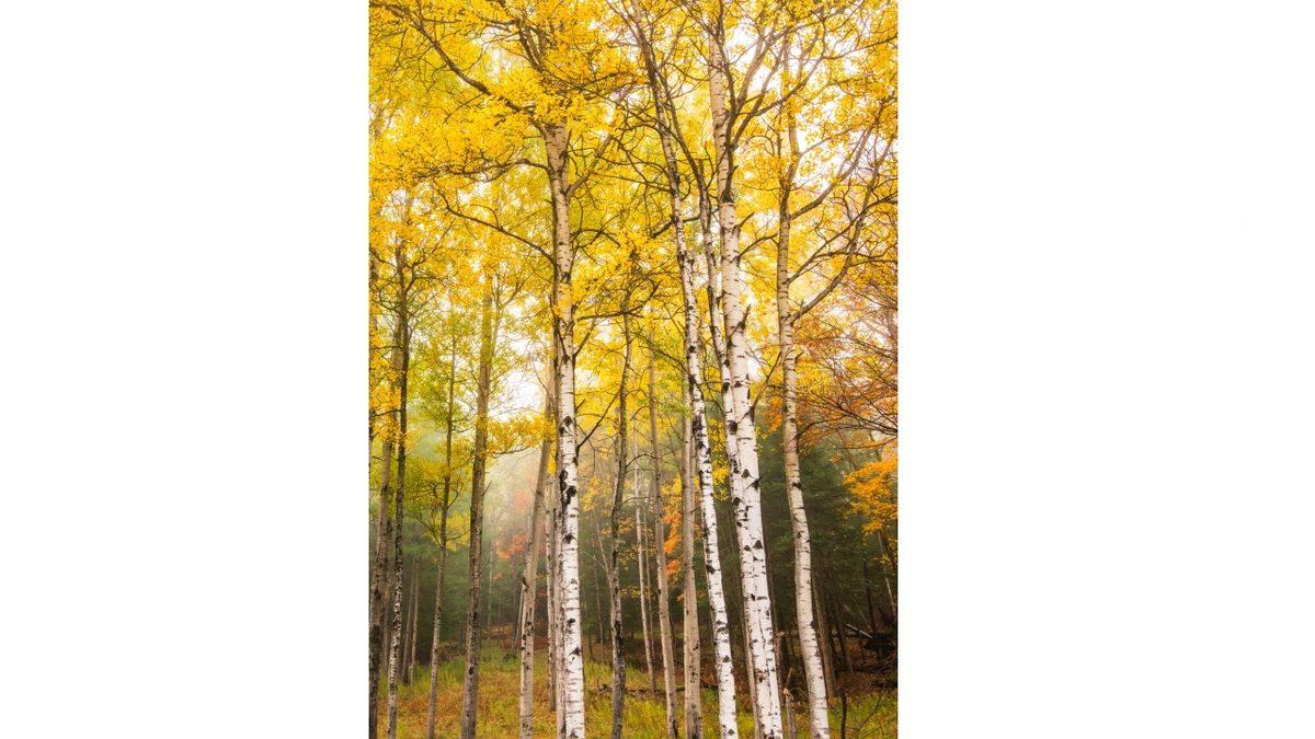 Musluk Taktığınızda Hayrat Gibi Su Veren Enteresan Ağaç