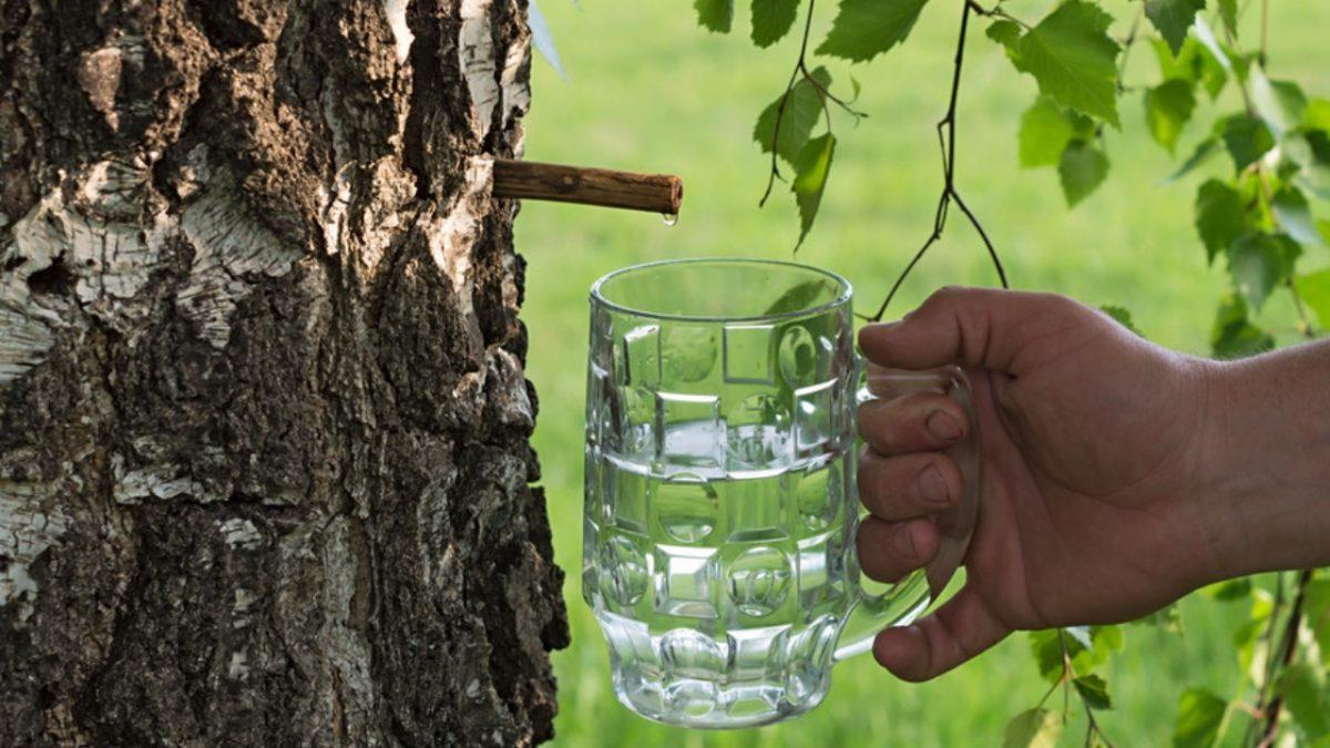 Musluk Taktığınızda Hayrat Gibi Su Veren Enteresan Ağaç