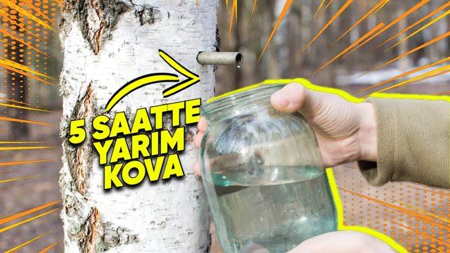 Musluk Taktığınızda Hayrat Gibi Su Veren Enteresan Ağaç