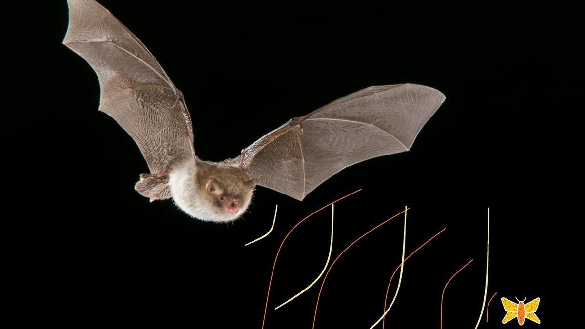 İnsanlarda Olmayan Ancak Hayvanları Hayata Bağlayan 4 Farklı Algılama Yeteneği (Her Biri Birbirinden İşlevsel)