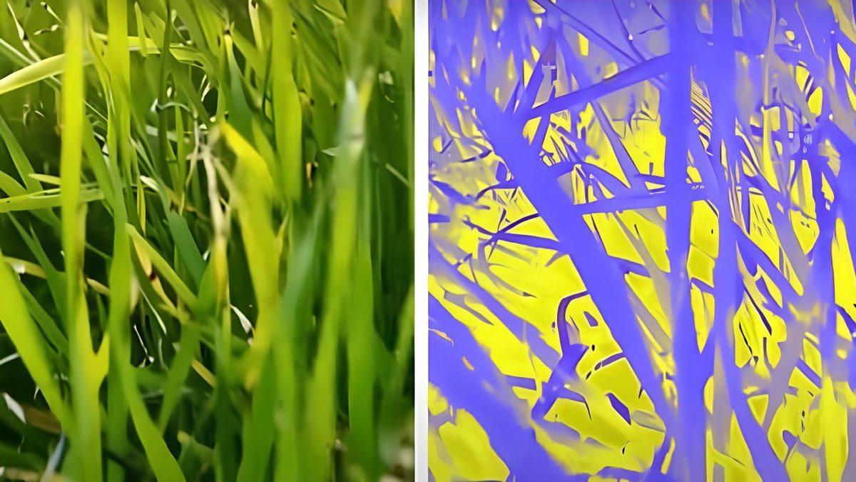 İnsanlarda Olmayan Ancak Hayvanları Hayata Bağlayan 4 Farklı Algılama Yeteneği (Her Biri Birbirinden İşlevsel)