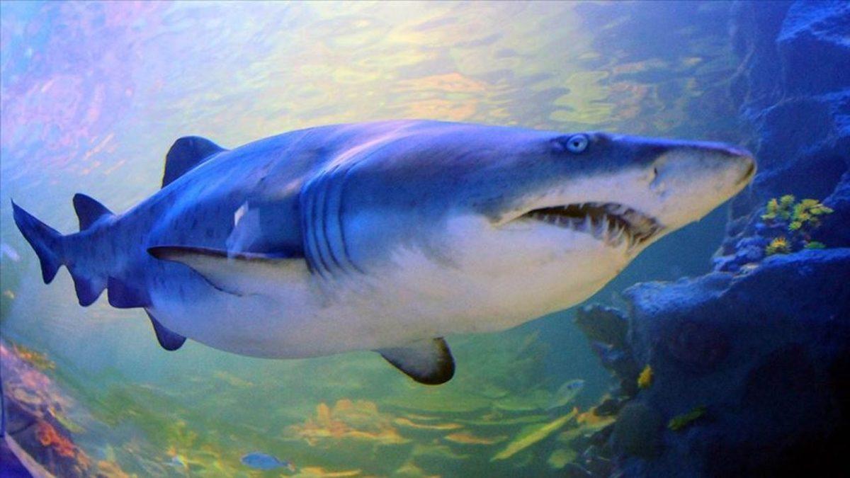 İnsanlarda Olmayan Ancak Hayvanları Hayata Bağlayan 4 Farklı Algılama Yeteneği (Her Biri Birbirinden İşlevsel)