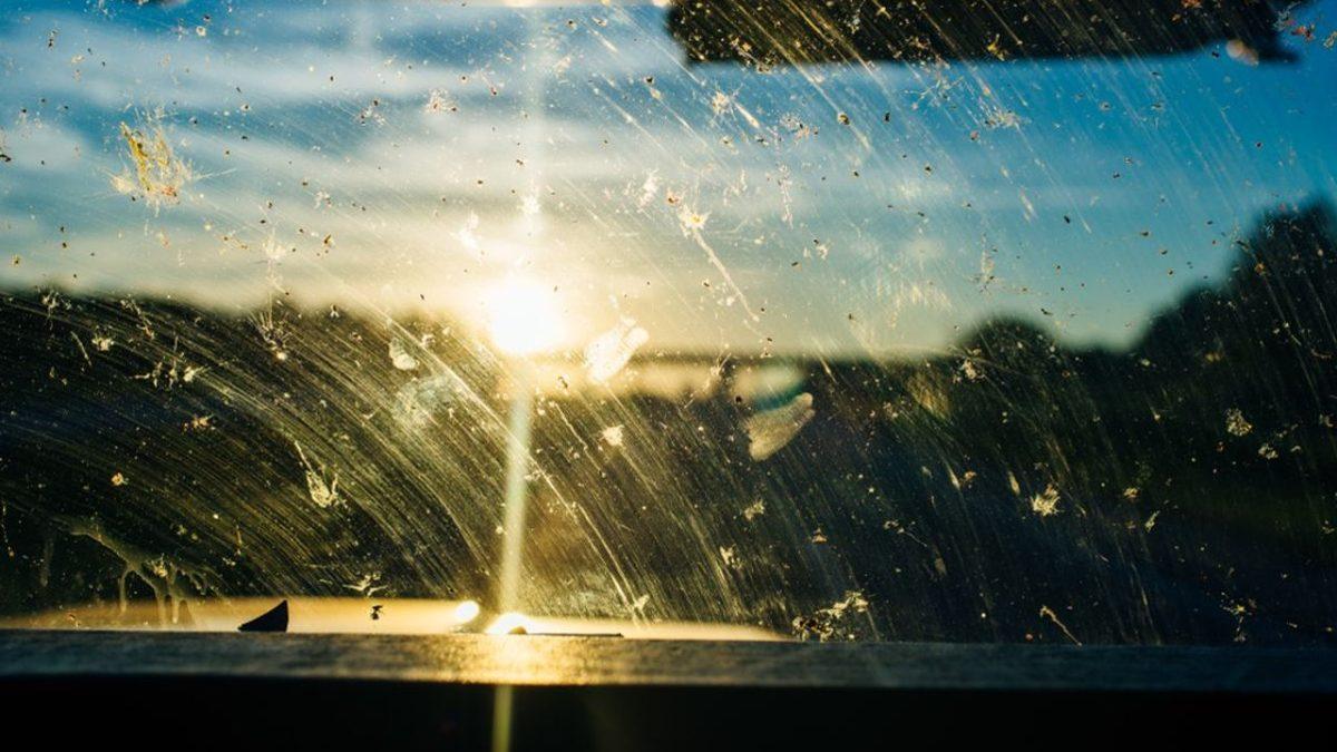 Değişen Bir Şeyler Var: Arabaların Ön Camlarında ve Plakalarında Neden Eskisi Kadar Sinek ya da Böcek Göremiyoruz?