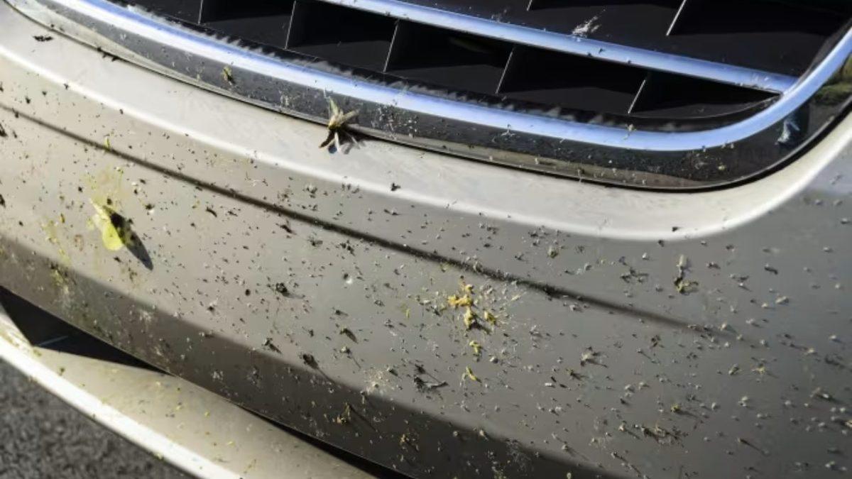 Değişen Bir Şeyler Var: Arabaların Ön Camlarında ve Plakalarında Neden Eskisi Kadar Sinek ya da Böcek Göremiyoruz?