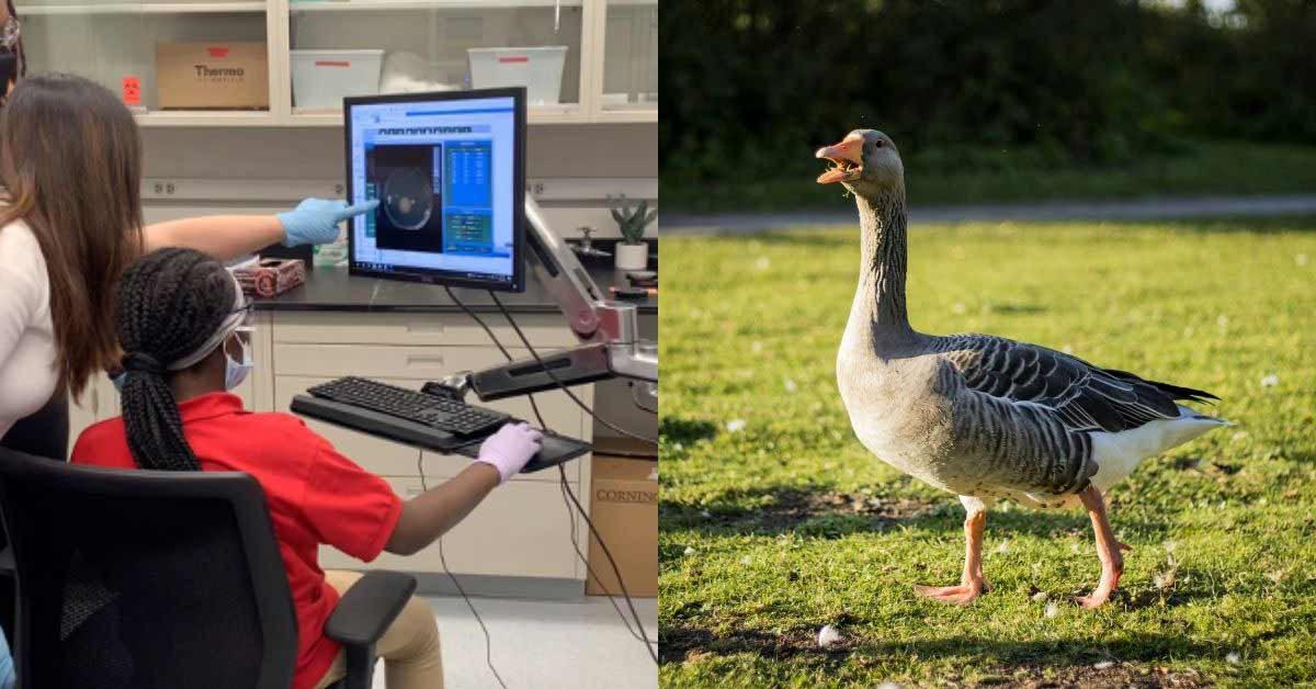 Bir Ortaokul Öğrencisi, Kuş Dışkısından Kanserle Savaşan Bir Madde Keşfetti!