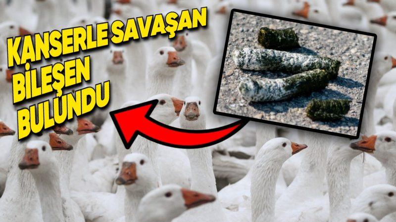 Bir Ortaokul Öğrencisi, Kuş Dışkısından Kanserle Savaşan Bir Madde Keşfetti!