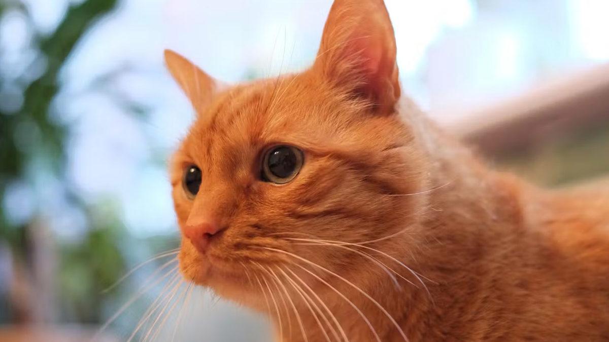 Turuncu Kedilerin Neden 