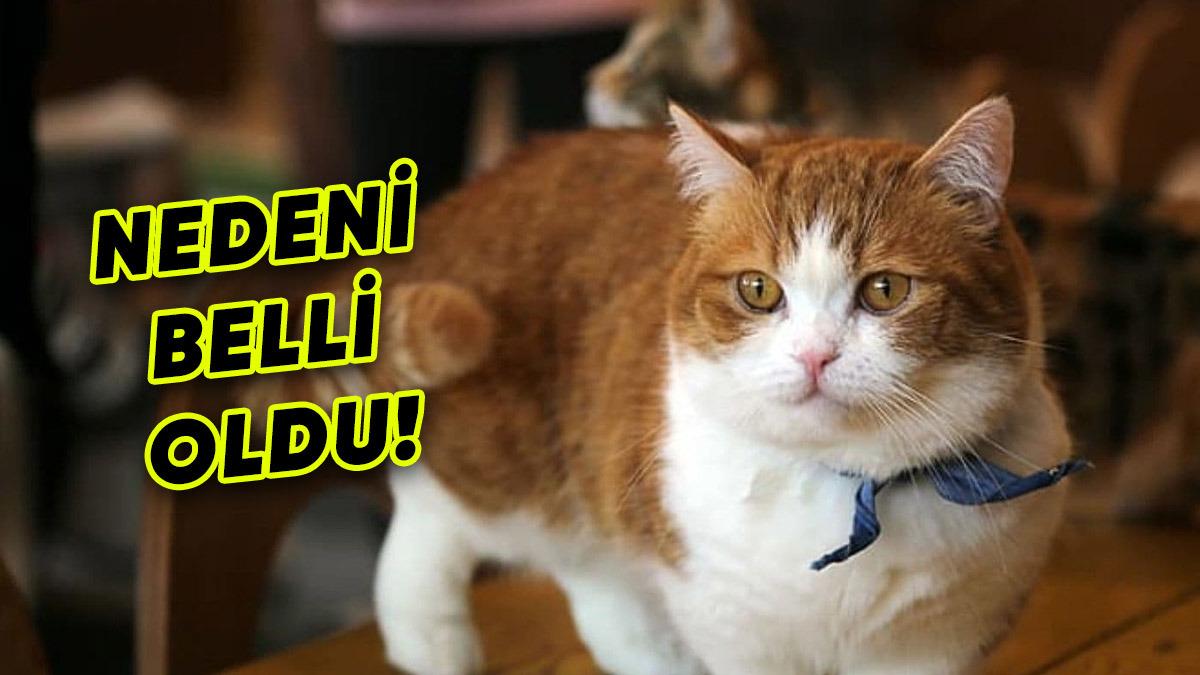 Turuncu Kedilerin Neden "Turuncu" Oldukları Nihayet Ortaya Çıktı (Neden Psikopat Oldukları da Bulunsun)
