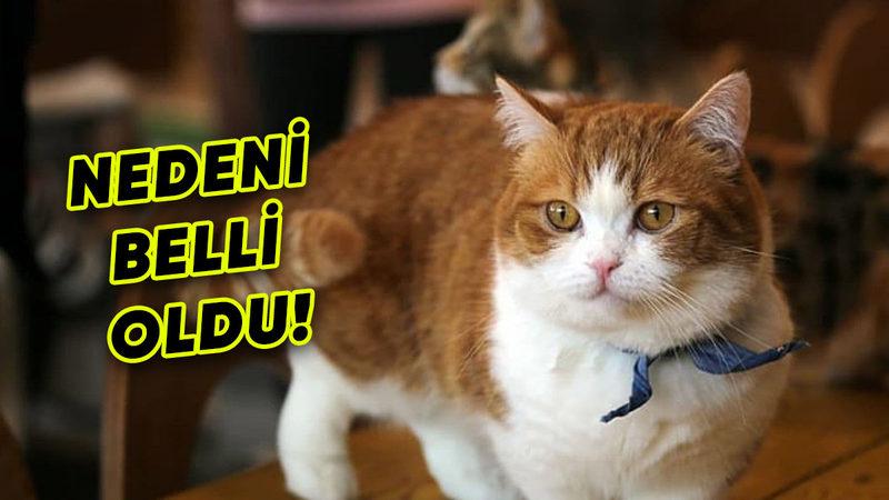 Turuncu Kedilerin Neden "Turuncu" Oldukları Nihayet Ortaya Çıktı (Neden Psikopat Oldukları da Bulunsun)