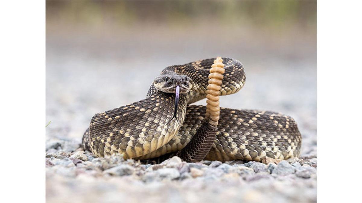 Çıngıraklı Yılan Nasıl Böyle Ürkütücü Bir Ses Çıkarabiliyor? (Çıngırağını Açıp Bakmışlar)