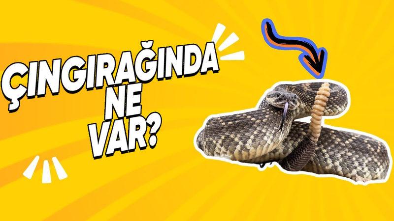 Çıngıraklı Yılan Nasıl Böyle Ürkütücü Bir Ses Çıkarabiliyor? (Çıngırağını Açıp Bakmışlar)
