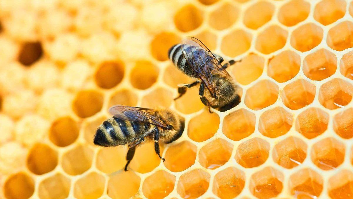 Hayvanların, Soğuk Kış Günlerinin Zorlu Koşullarından Korunmak İçin Uyguladığı Şaşırtıcı ve Bir O Kadar Akıllıca Davranışlar