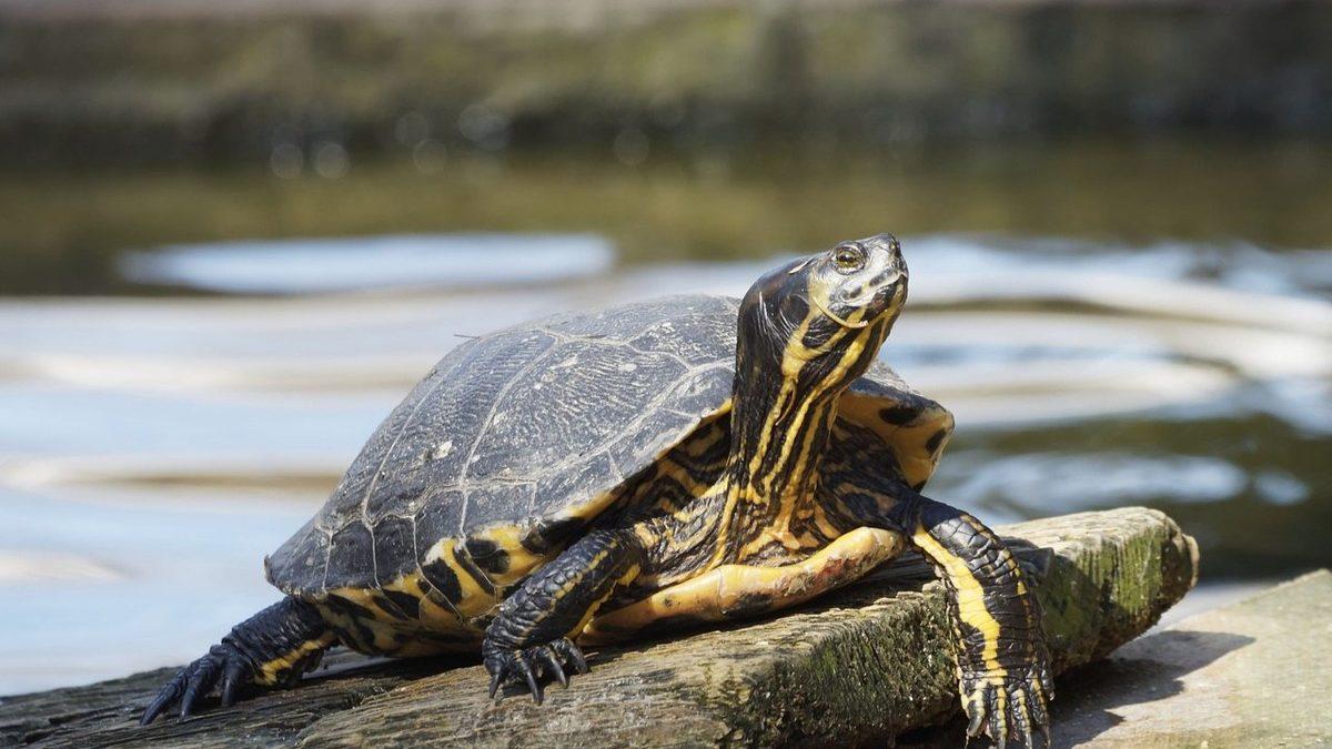 Hayvanların, Soğuk Kış Günlerinin Zorlu Koşullarından Korunmak İçin Uyguladığı Şaşırtıcı ve Bir O Kadar Akıllıca Davranışlar