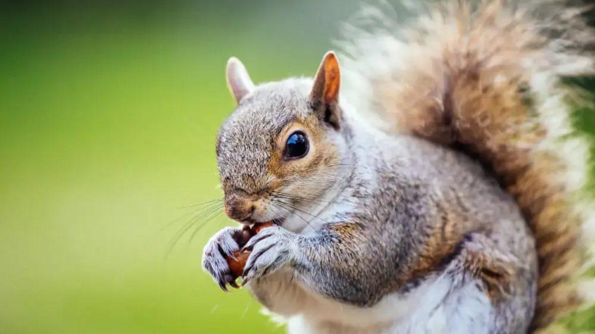 Hayvanların, Soğuk Kış Günlerinin Zorlu Koşullarından Korunmak İçin Uyguladığı Şaşırtıcı ve Bir O Kadar Akıllıca Davranışlar