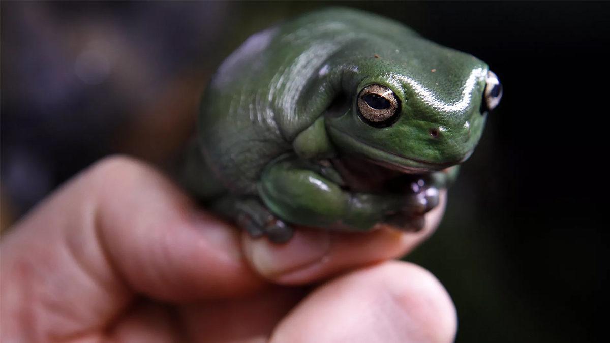 Çernobil Felaketinden Sonra Bölgede Yaşam Büyük Oranda Yok Olurken Bu Kurbağalar Nasıl Oluyor da Yıllardır Sağlıklı Yaşamaya Devam Ediyor?