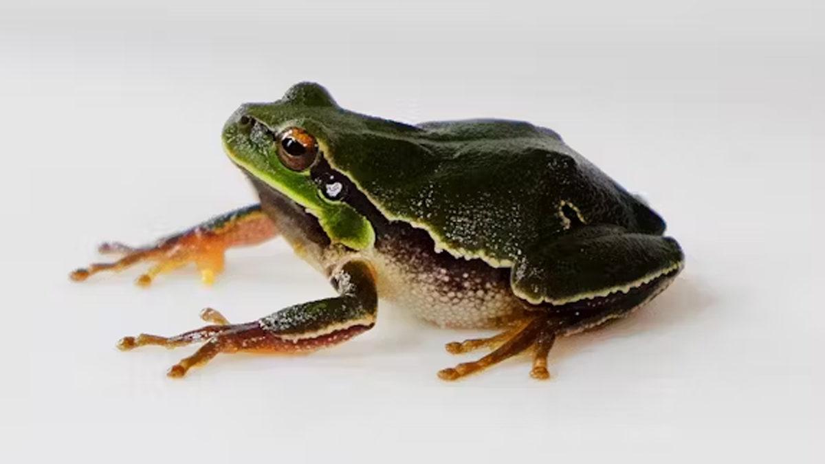Çernobil Felaketinden Sonra Bölgede Yaşam Büyük Oranda Yok Olurken Bu Kurbağalar Nasıl Oluyor da Yıllardır Sağlıklı Yaşamaya Devam Ediyor?