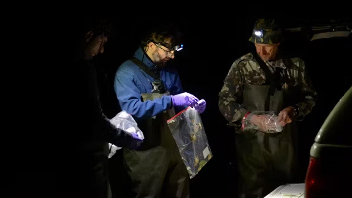 Çernobil Felaketinden Sonra Bölgede Yaşam Büyük Oranda Yok Olurken Bu Kurbağalar Nasıl Oluyor da Yıllardır Sağlıklı Yaşamaya Devam Ediyor?