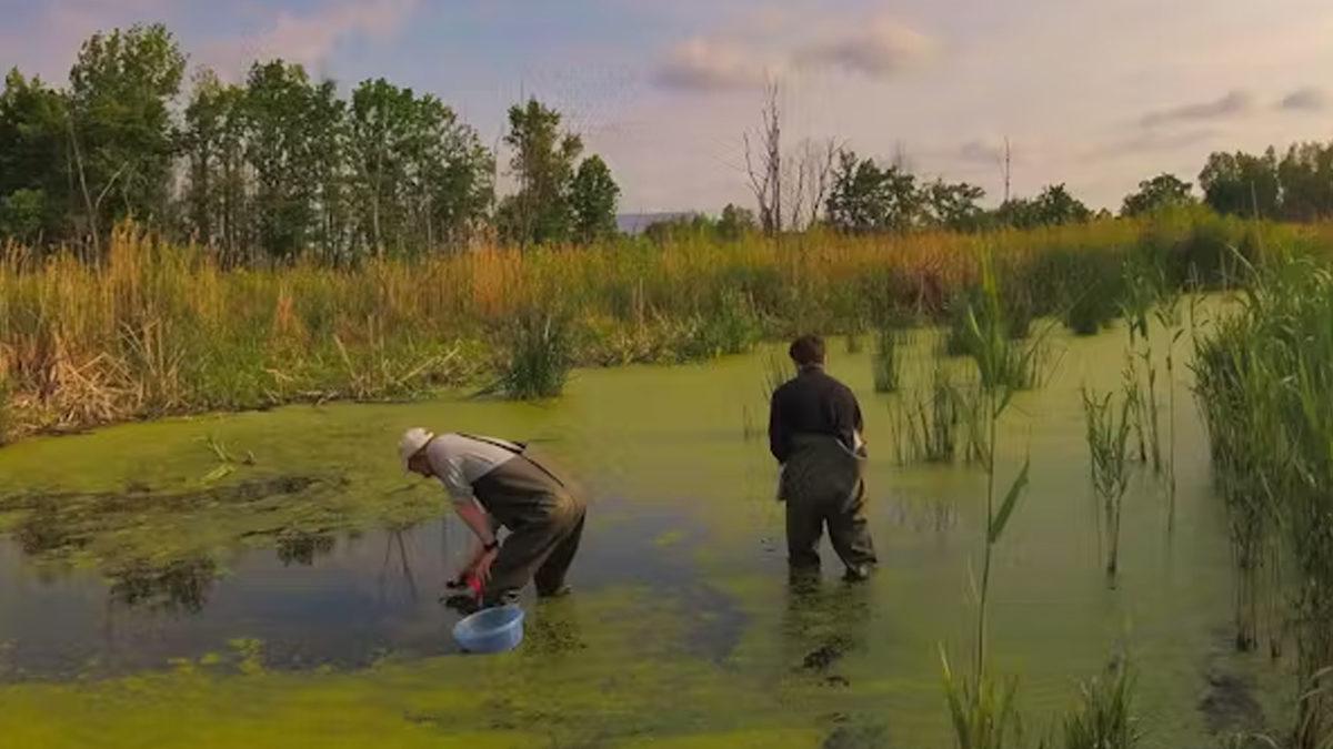 Çernobil Felaketinden Sonra Bölgede Yaşam Büyük Oranda Yok Olurken Bu Kurbağalar Nasıl Oluyor da Yıllardır Sağlıklı Yaşamaya Devam Ediyor?