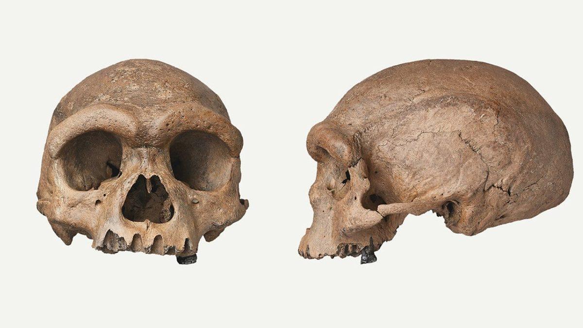 Yeni Keşfedilen ve Büyük Kafalı Bir İnsan Türü Olan ’Homo Juluensis’ler Hakkında Birbirinden Enteresan Gerçekler