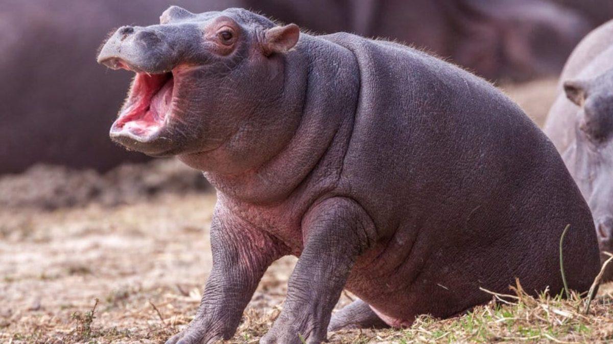 Mutlaka Bir Yerlerden Duymuşsunuzdur: Su Aygırlarının Sütü Gerçekten Pembe mi, Yoksa Bu Bir Şehir Efsanesi mi?