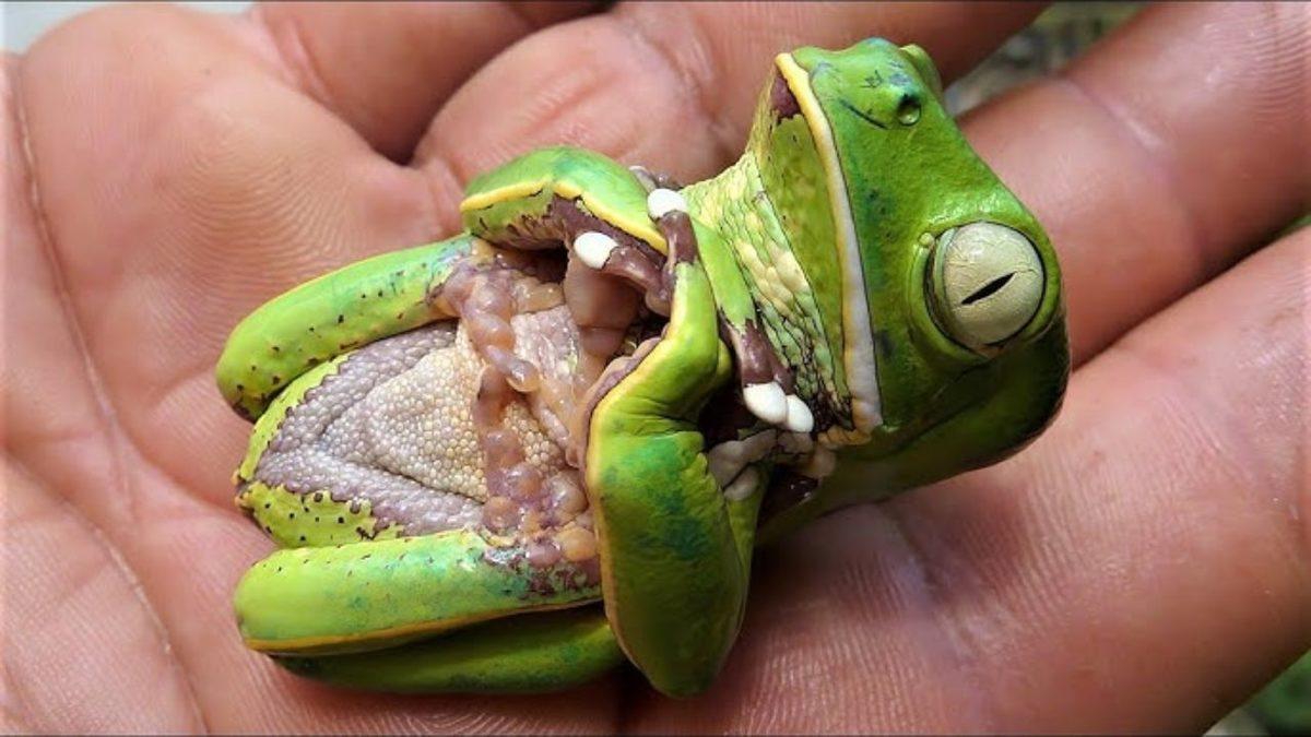 Bazı Hayvanlar Neden Ölü Taklidi Yaparlar? Çiftleşme İsteğiyle Bir İlgisi Var!