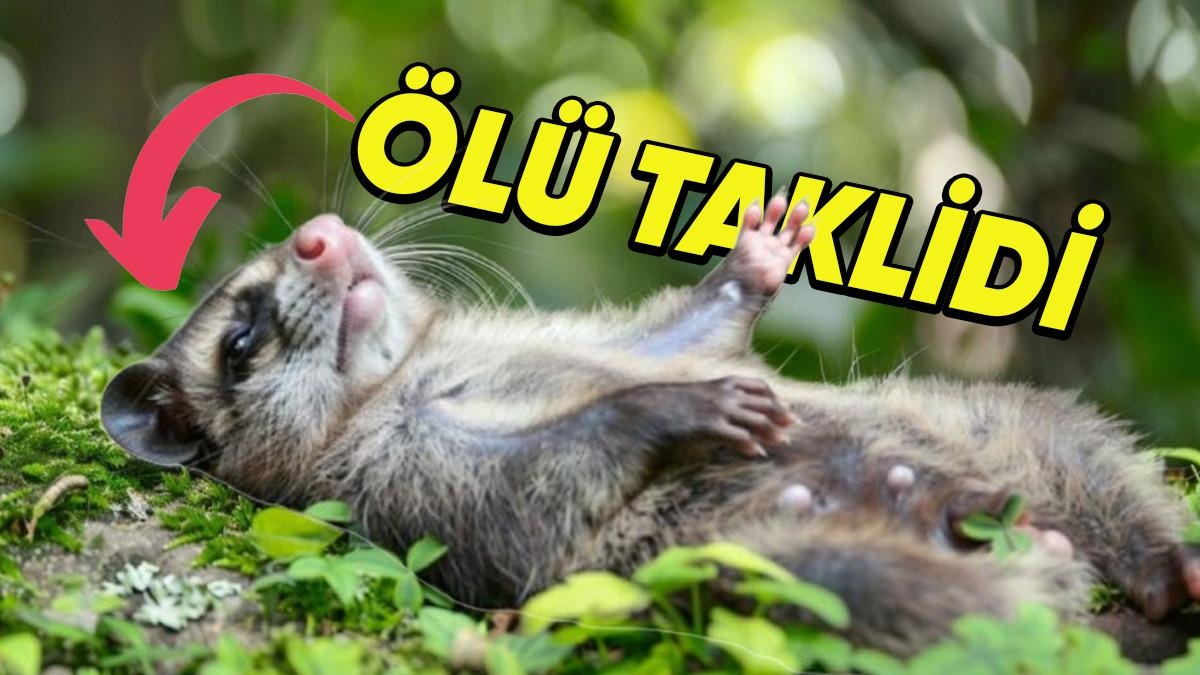 Bazı Hayvanlar Neden Ölü Taklidi Yaparlar? Çiftleşme İsteğiyle Bir İlgisi Var!