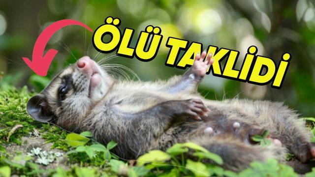 Bazı Hayvanlar Neden Ölü Taklidi Yaparlar? Çiftleşme İsteğiyle Bir İlgisi Var!