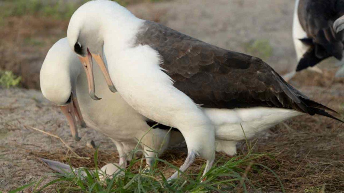 Dünyanın En Yaşlı Kuşu Olarak Bilinen Wisdom’ın Yeniden Anne Olacağı Ortaya Çıktı!