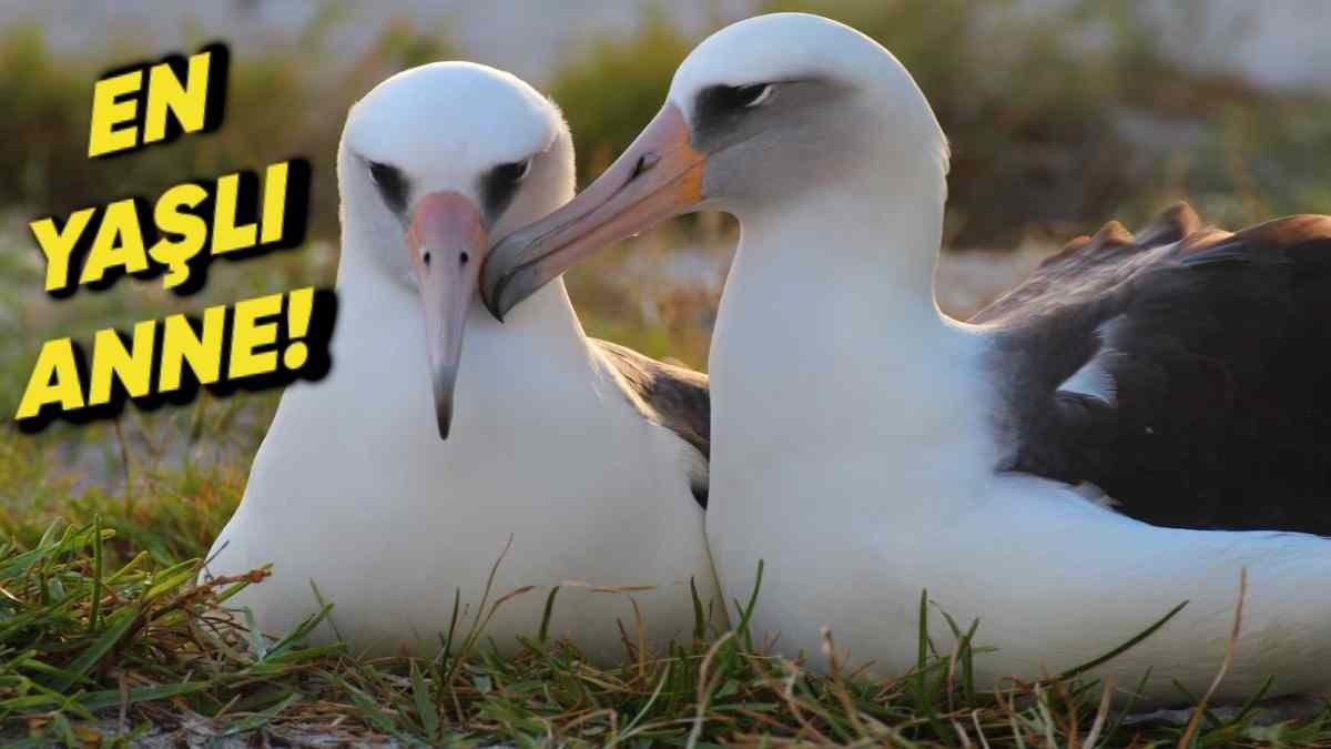 Dünyanın En Yaşlı Kuşu Olarak Bilinen Wisdom’ın Yeniden Anne Olacağı Ortaya Çıktı!